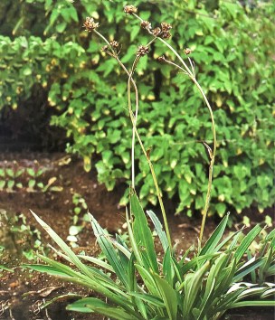 %e7%94%98%e6%9d%be-1