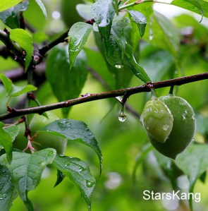 梅 子 / PRUNE.JAPANESE APRICOT | 分享蔚藍
