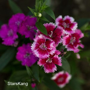 石竹 (2)