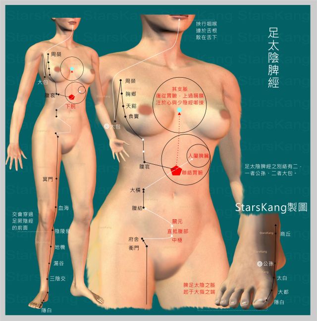 足太陰脾經1