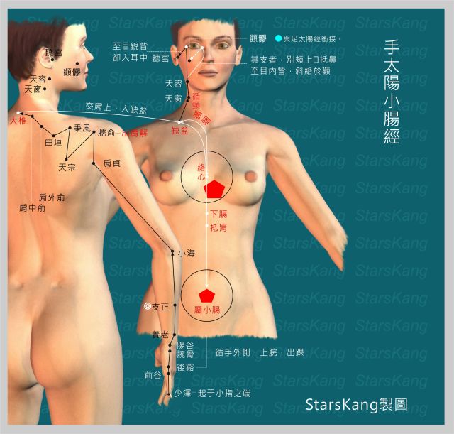 手太陽小腸經