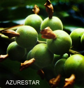 草果 Amomum tsao-ko Crevost et Lem.