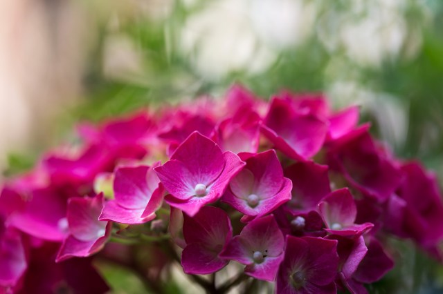 繡球 Big Hydrangea329-1